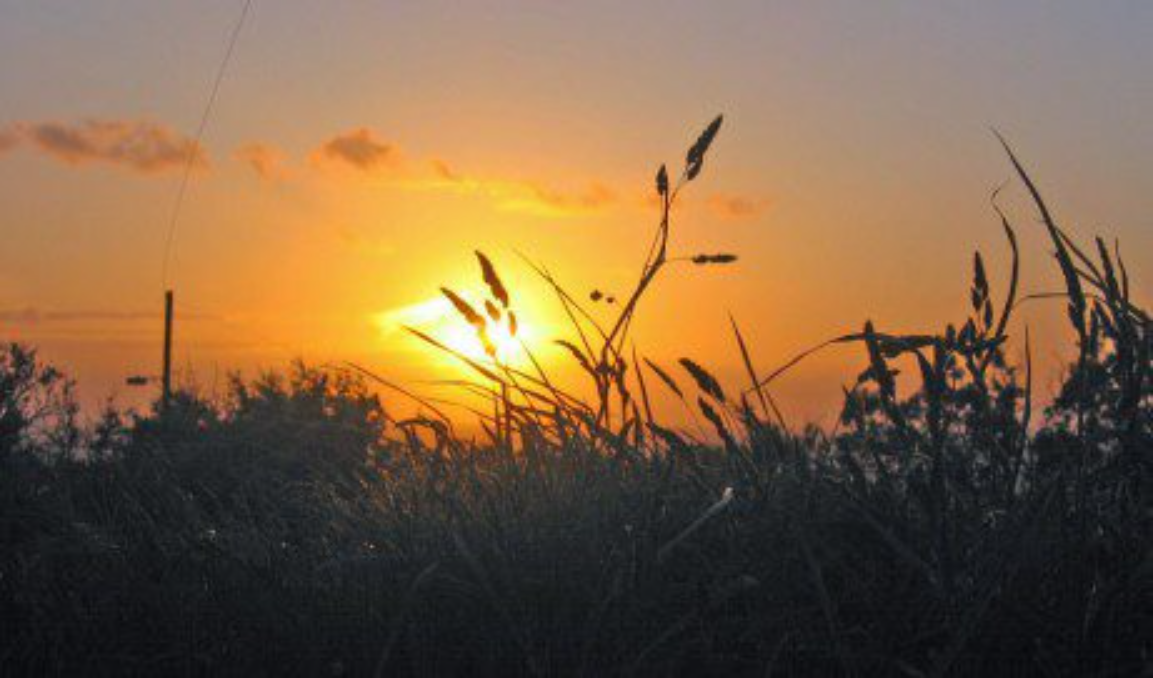 Sunset over grassy field